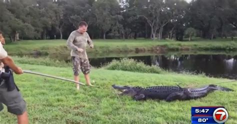 Police: Alligator bites man who went into lake in Florida - WSVN 7News ...