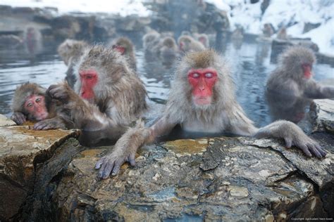 Japanese Macaque Snow