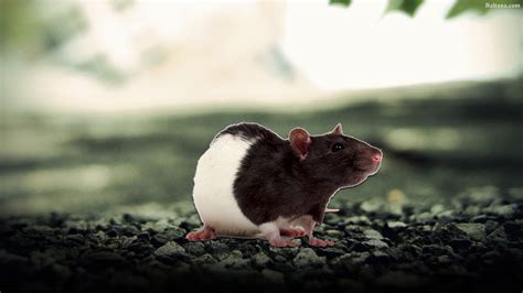 Rat Mouse Best HD Wallpaper 31775 - Baltana