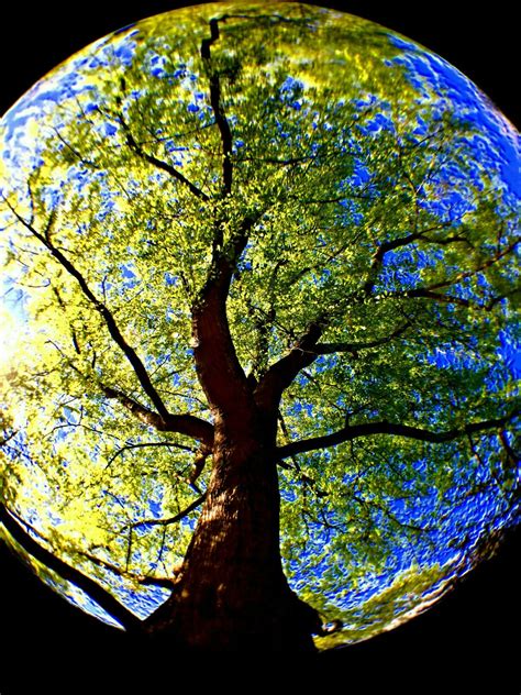 Photography Fish Eye Lens Tree Wynn Westmoreland #photography #Fisheye #Nature #tree | Fish eye ...