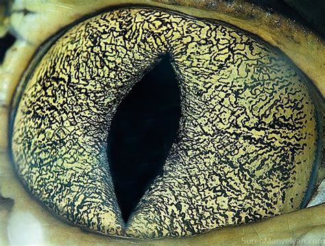 Amazing close-up photos of animal eyes (9 pics) | Amazing Creatures