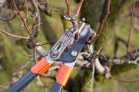 Peach Tree Pruning » Top Trimming Tips