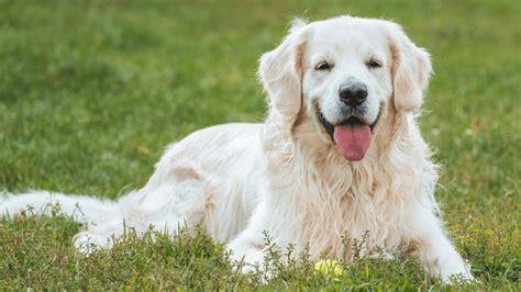 Best Dog Treats for Sensitive Stomachs | Blue Ridge Naturals