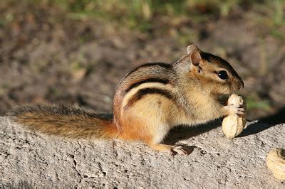 Isabella Conservation District Environmental Education Program: Native ...