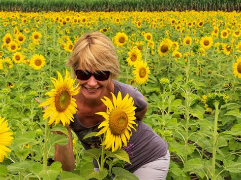 How To See The Amazing Lopburi Sunflower Fields!