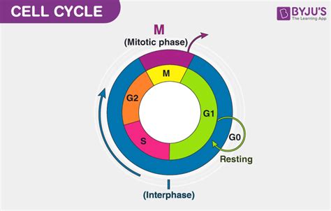 Motel Unconscious exaggerate 3 stages of a cell cycle climax Dim Happening