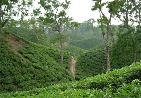 Beautiful Bangladesh: Srimangal : The Beauty of Tea Gardens