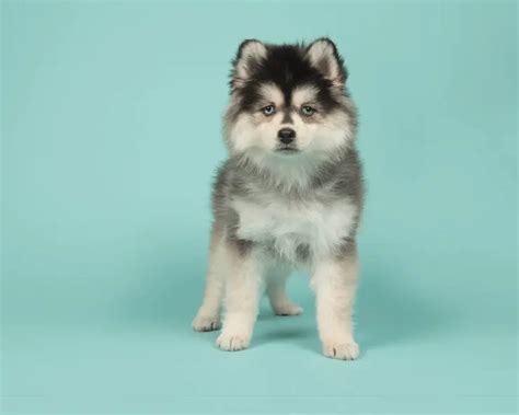 Pomeranian Husky Breed Info: Price, Size And More… | Perfect Dog Breeds