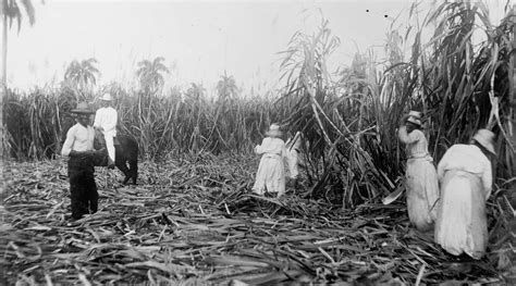 C2_Workers harvesting sugar cane, Cuba, ca. 1908, National Photo Company Collection, Library of ...