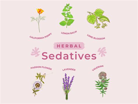 Six Excellent Herbal Sedatives to Help You Relax - Rose & Balm