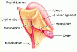 Mesovarium - Definition, Function and Pictures