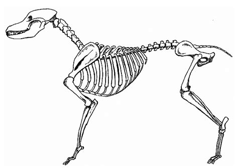 Animal Skeletal System Diagram | Quizlet