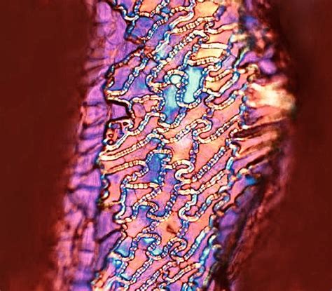 microscopic images. on Twitter: "red pepper endocarp (inside layer of the fruit which directly ...