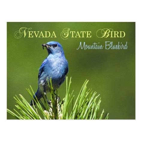 Nevada State Bird - Mountain Bluebird Postcard | Zazzle