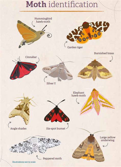 British Day Flying Moths Identification Guide FSC Moths Guide ...