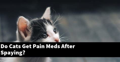 Do Cats Get Pain Meds After Spaying? – Catstopics