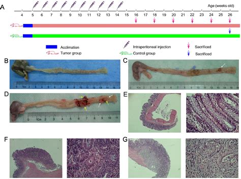 Figure 1 from Analysis of the Intestinal Lumen Microbiota in an Animal ...