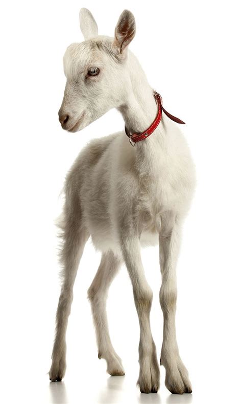 white goat | Baby goats, Goats, Beautiful creatures