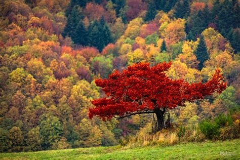 Warm autumn colors | Colorful landscape, Landscape photos, Landscape