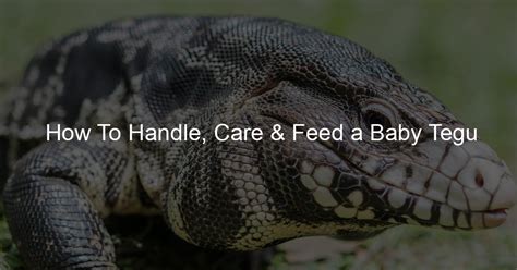 How To Handle, Care & Feed a Baby Tegu - Tegu Love