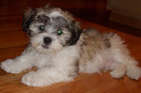 Shichon Teddy Bear (Shih Tzu-Bichon mix) Info, Temperament, Puppies, Pictures