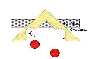 Animated Calcium Pump Figure