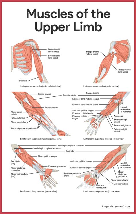 Muscular System Anatomy and Physiology - Nurseslabs