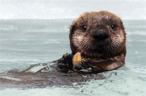 Baby Ocean Animals Who are Here to Brighten Your Day - Ocean Conservancy