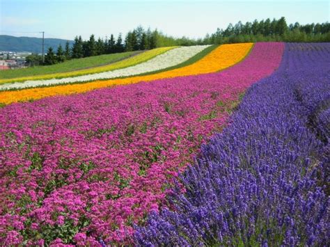 Flower fields in July at Farm Tomita, Furano, Hokkaido, Japan ...