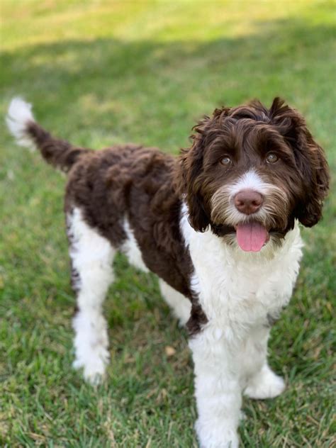 Pin on Labradoodle