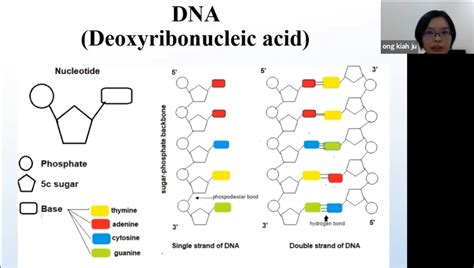 Dr Ong explaining the structure of DNA