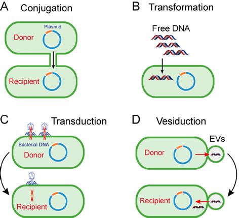 Pathways of horizontal gene transfer. (A) Conjugation is the process of... | Download Scientific ...