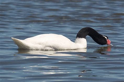 Black-necked Swan - Cygnus melanocoryphus