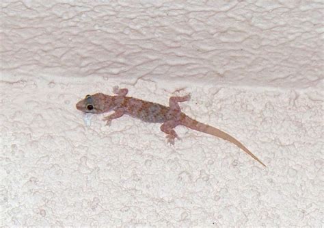 White Lizard Free Stock Photo - Public Domain Pictures