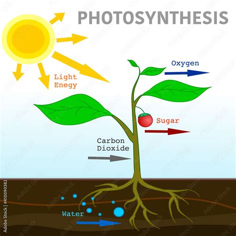 Photosynthesis diagram. Convert light energy content carbohydrates. Sun light into chemical ...