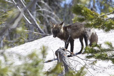 On the hunt in Oregon for a rare Sierra Nevada red fox | AP News