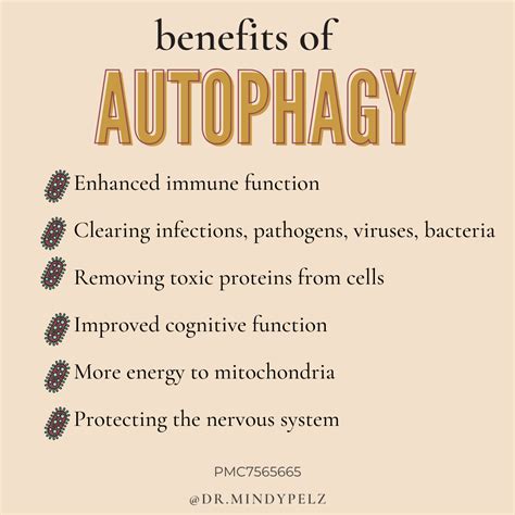 What Are The Benefits Of Autophagy | What is autophagy, Health quotes, Intermittent fasting