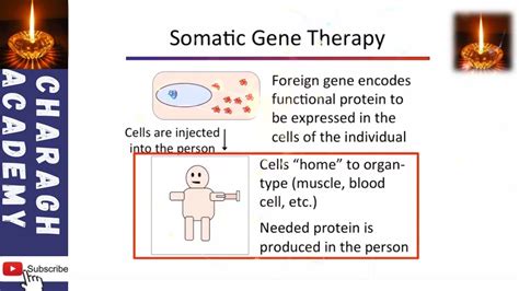 Somatic Cells Definition Examples Types And Differenc - vrogue.co