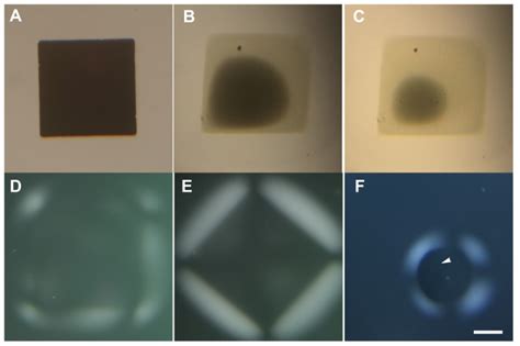 A) square of copper before the experiment. B) Square of copper after 27... | Download Scientific ...