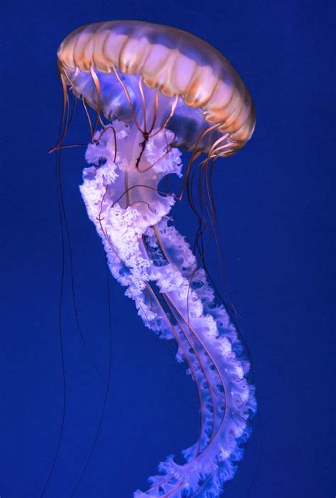 Jellyfish Facts, Types, Classification, Habitat, Diet, Adaptations | Jellyfish art, Jellyfish ...