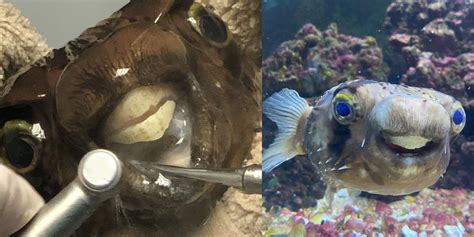 Pufferfish rushed to dentist to have its teeth sawed in half | indy100