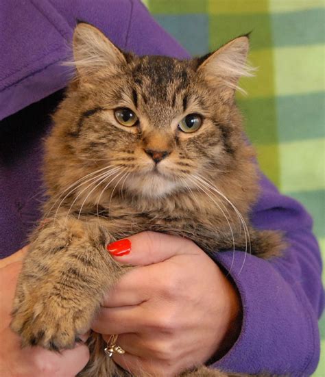 Delilah, a Maine Coon mix kitten for adoption.