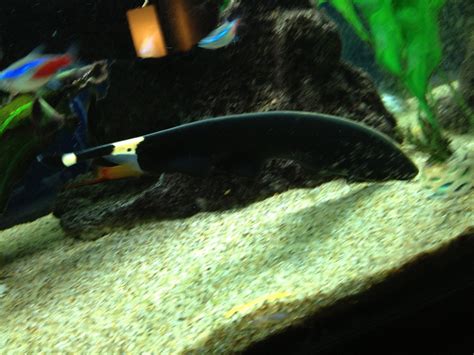 Rare shot of my Black Ghost Knife Fish coming out to eat. He's almost a foot long now! : r/Aquariums