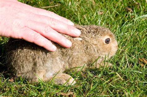 Baby hare stock photo. Image of village, park, field - 11497004