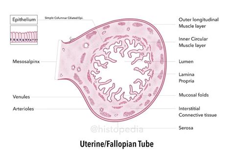 Uterine/Fallopian Tube | Fallopian tubes, Histology slides, Female reproductive system