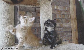 Kitten Falls Asleep Standing Up | Cat Gifs | Cute wild animals, Funny ...