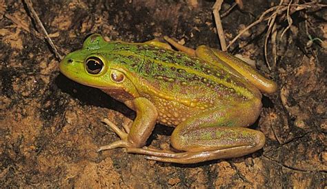 Growling Grass Frog | Biodiversity of the Western Volcanic Plains