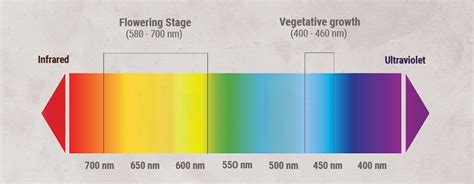 The Indoor Marijuana Grower's Guide To Artificial Lights - RQS Blog