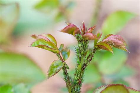 Green Aphids on Roses. Pests Damage the Plant and Spread Disease Stock Image - Image of aphis ...