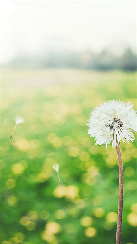 Blowing Dandelion Wallpaper - WallpaperSafari